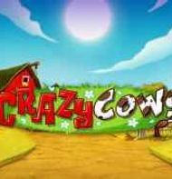 Crazy Cows