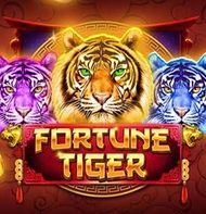 FORTUNE TIGER