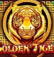 Golden Tiger