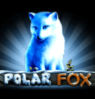 Polar fox