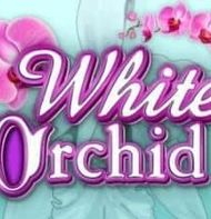 White Orchid