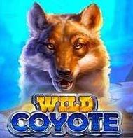 Wild Coyote