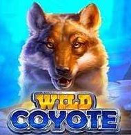Wild Coyote