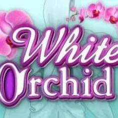 white orchid