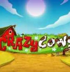 Crazy Cows logo