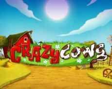 crazy cows