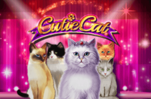 cutie cat