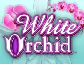 white orchid