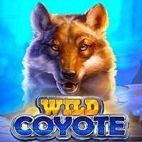 wild coyote wild duel