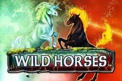 wild horses
